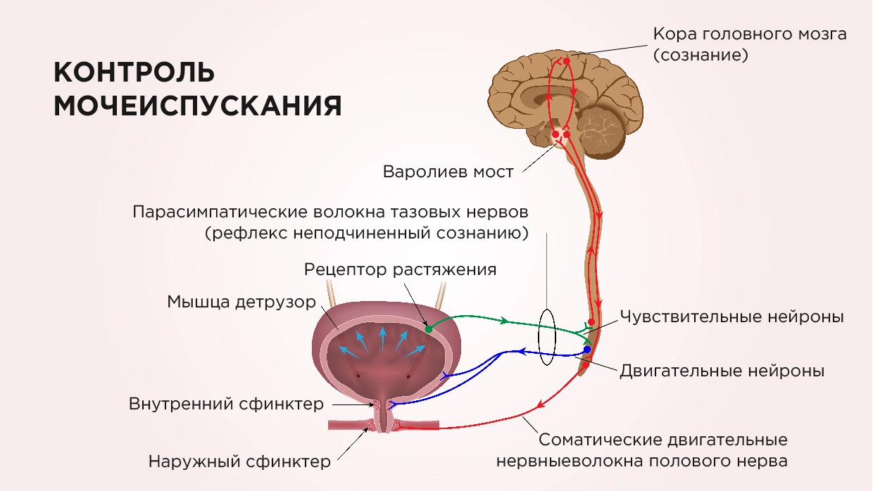 Недержание мочи у женщин - причины, диагностика и методы лечения